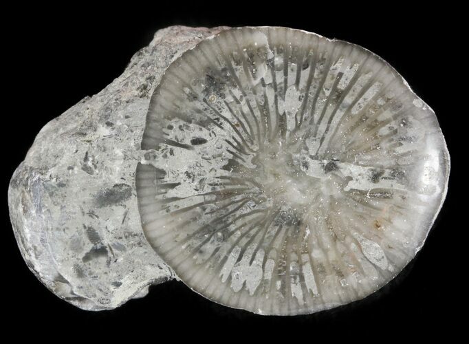 Pennsylvanian Aged Agatized Horn Coral - Utah #46759